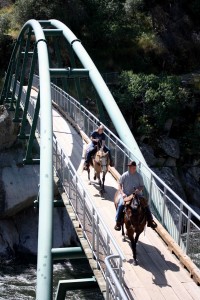 SJRG Bridge Horses